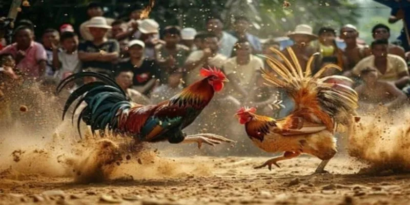 Đá gà Việt Nam HITCLUB ảnh nền