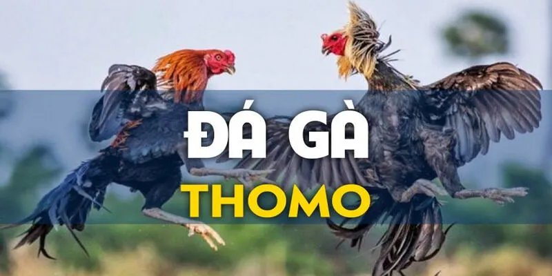 Đá Gà Thomo Hitclub